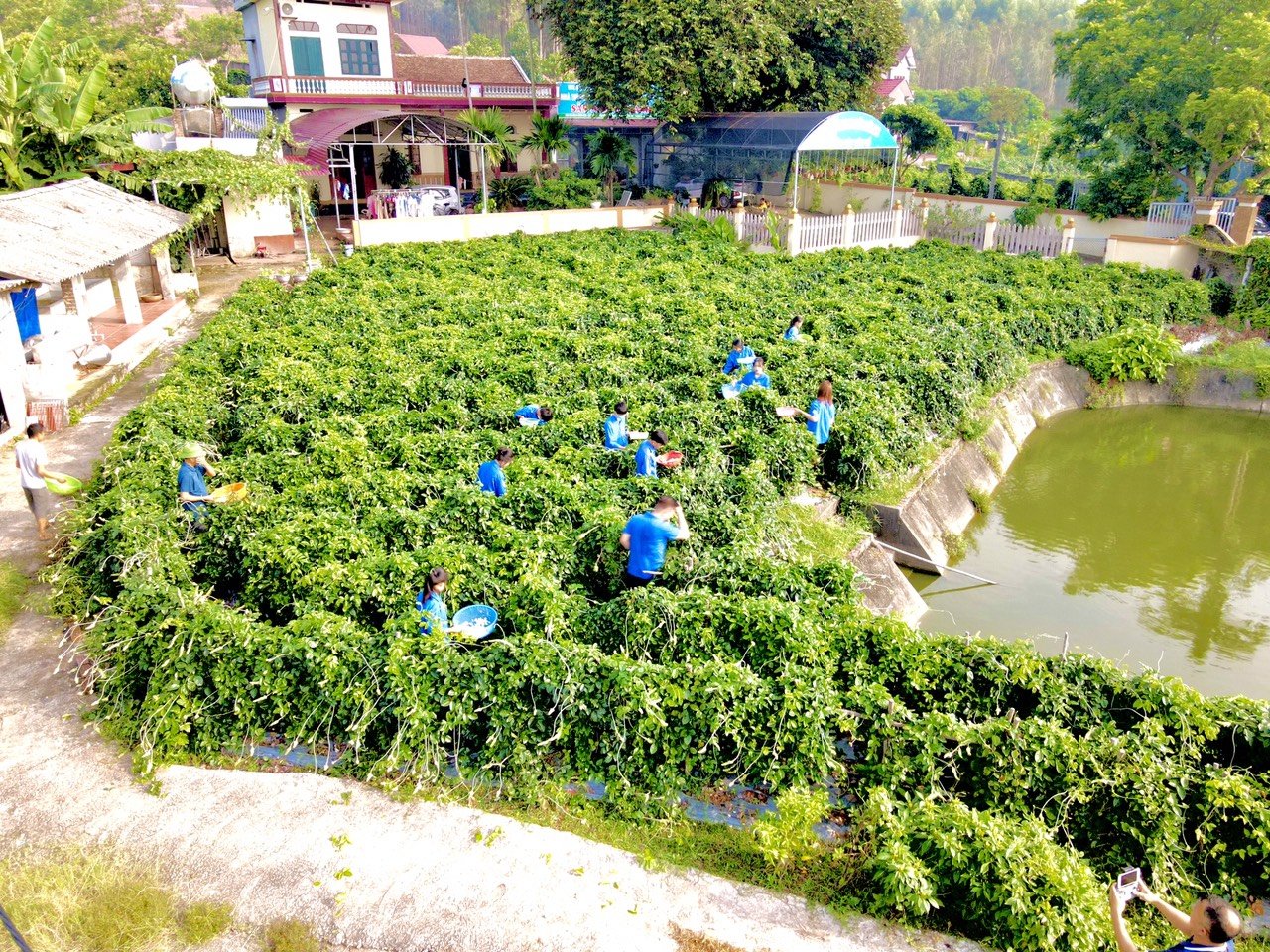 Bắc Giang: Về Tân Yên trải nghiệm mùa hoa sâm Nam núi Dành