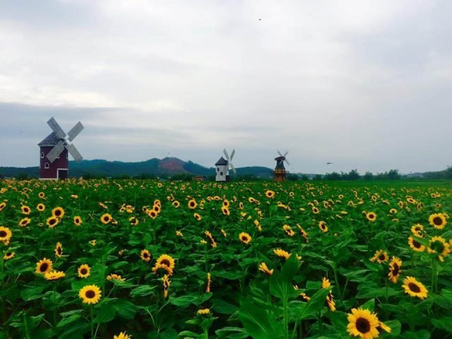 Phim trường Rose Garden 
